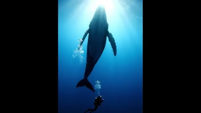 被强奸的女人们 - 深蓝星球：探索海洋深处的未知世界